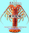 lobster1.JPG (83796 Ӧ줸)