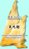 shark-fin7 copy.JPG (53966 Ӧ줸)