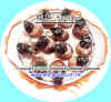 shell-1 copy.JPG (73187 Ӧ줸)