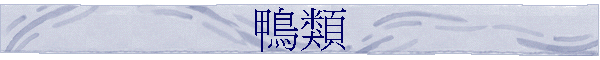 鴨類